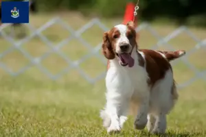 Read more about the article Welsh Springer Spaniel breeders and puppies in Maine