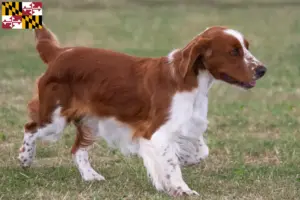 Read more about the article Welsh Springer Spaniel breeders and puppies in Maryland