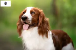 Read more about the article Welsh Springer Spaniel breeders and puppies in Massachusetts