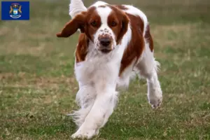 Read more about the article Welsh Springer Spaniel breeders and puppies in Michigan