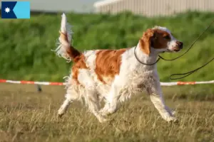 Read more about the article Welsh Springer Spaniel breeders and puppies in Minnesota