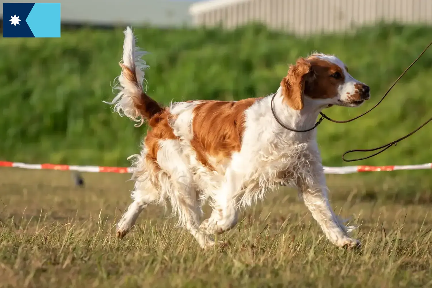 Welsh Springer Spaniel puppies and breeders Minnesota Find Welsh Springer Spaniels breeders in Minnesota.