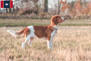 Read more about the article Welsh Springer Spaniel breeders and puppies in Mississippi
