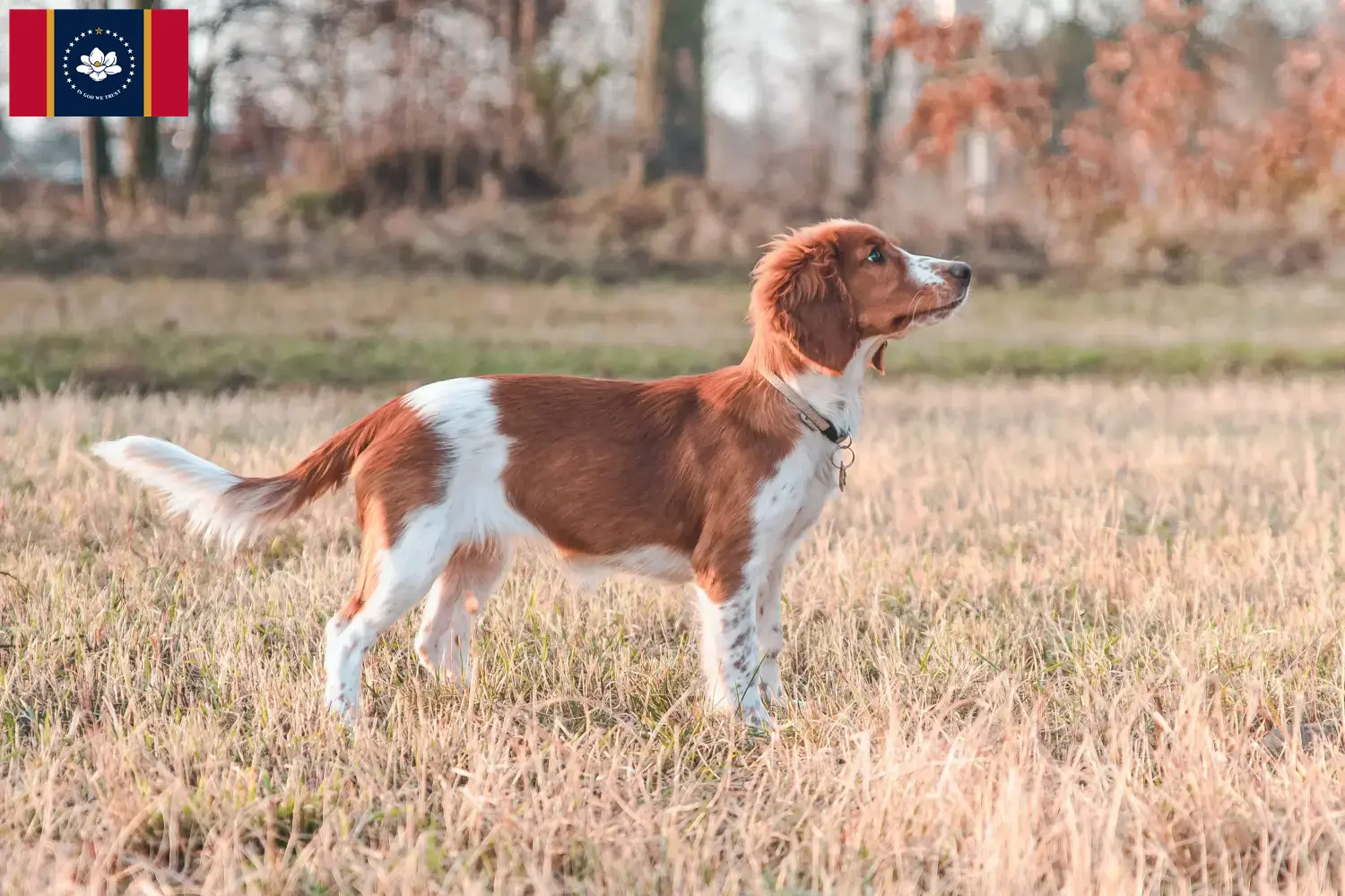 Welsh Springer Spaniel puppies and breeder Mississippi Find Welsh Springer Spaniels breeders in Mississippi.