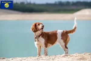 Read more about the article Welsh Springer Spaniel breeders and puppies in Montana