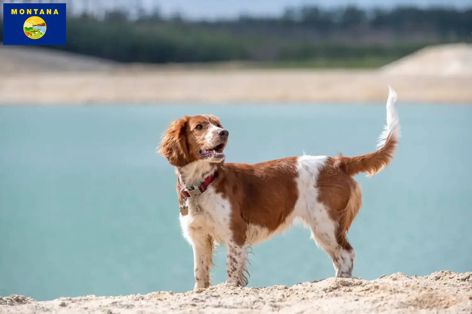 Welsh Springer Spaniel puppies and breeder Montana Find Welsh Springer Spaniels breeders in Montana.