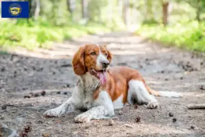 Read more about the article Welsh Springer Spaniel breeders and puppies in Nebraska
