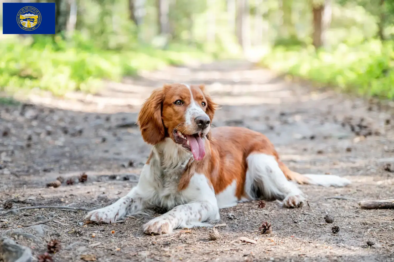Welsh Springer Spaniel puppies and breeders Nebraska Find Welsh Springer Spaniels breeders in Nebraska.