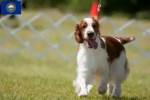 Read more about the article Welsh Springer Spaniel breeders and puppies in New Hampshire