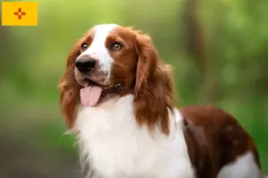 Read more about the article Welsh Springer Spaniel breeders and puppies in New Mexico