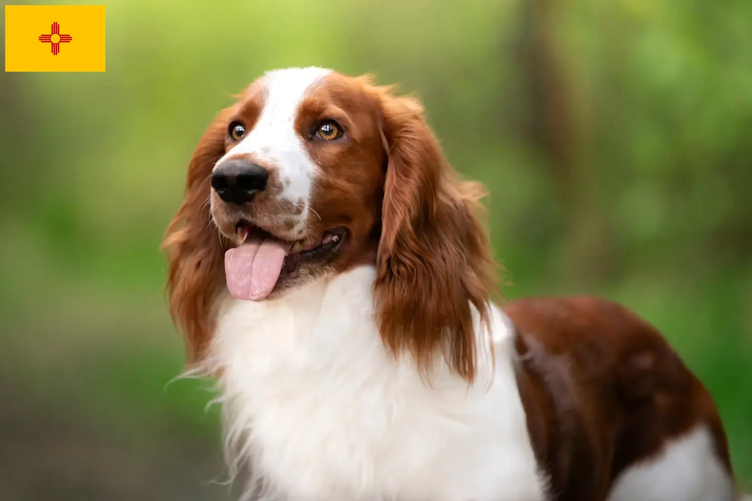 Read more about the article Welsh Springer Spaniel breeders and puppies in New Mexico