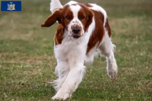 Read more about the article Welsh Springer Spaniel breeders and puppies in New York