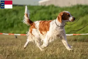 Read more about the article Welsh Springer Spaniel breeders and puppies in North Carolina