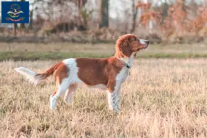 Read more about the article Welsh Springer Spaniel breeders and puppies in North Dakota