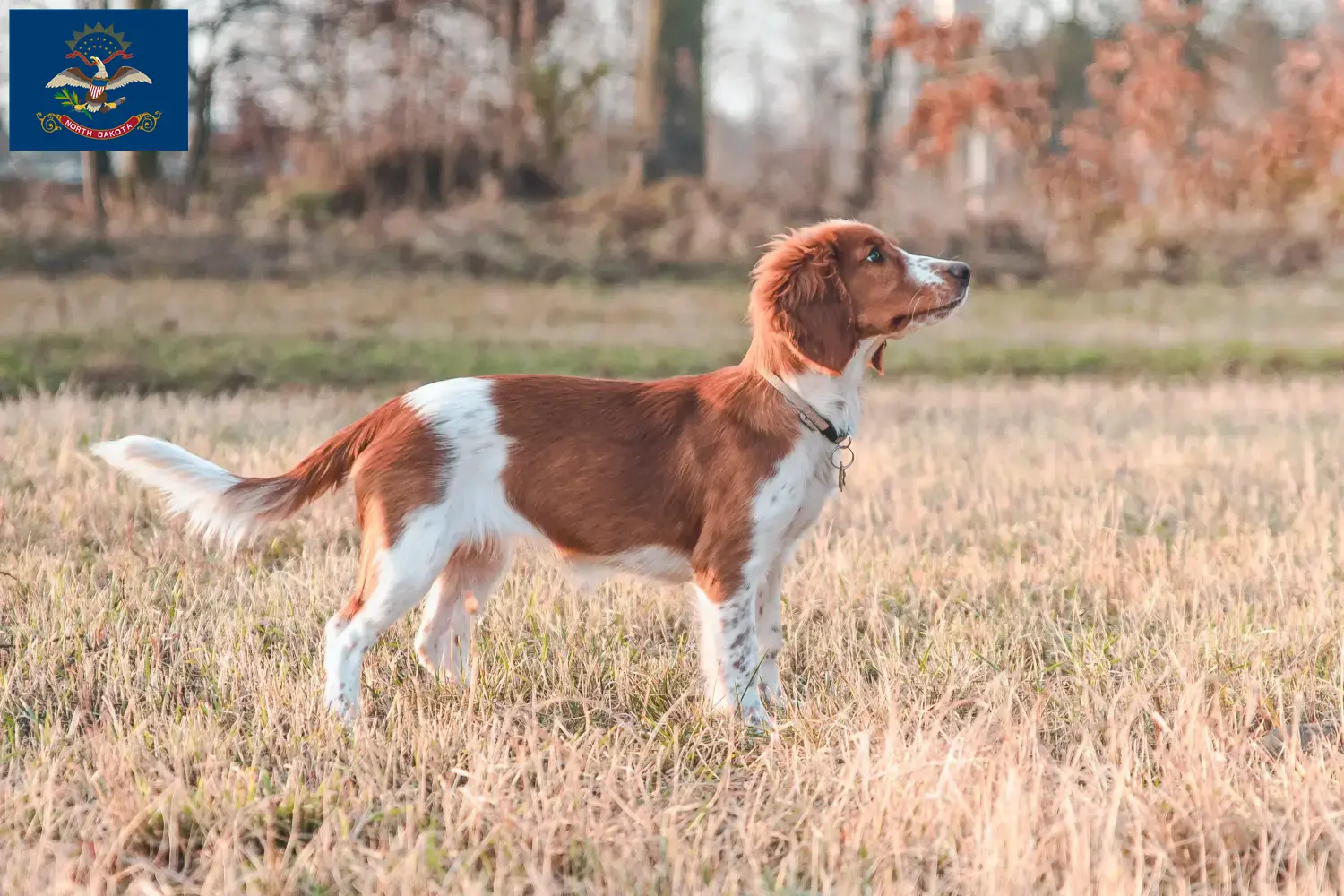 Welsh Springer Spaniel puppies and breeders North Dakota Find Welsh Springer Spaniels breeders in North Dakota.