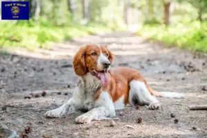 Read more about the article Welsh Springer Spaniel breeders and puppies in Oregon