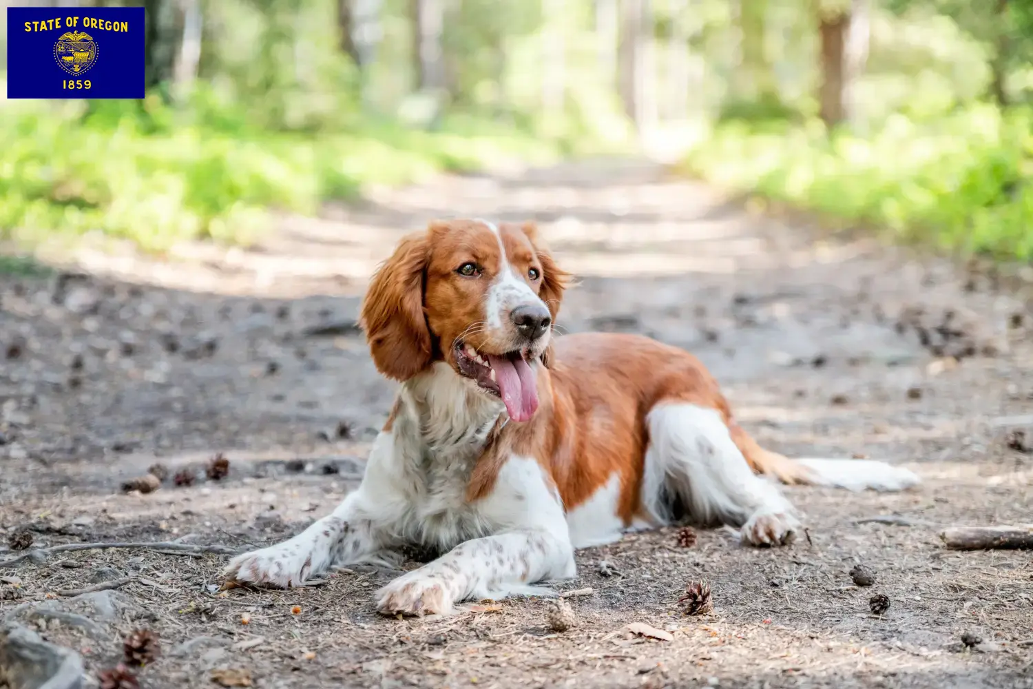 Welsh Springer Spaniel puppies and breeder Oregon Find Welsh Springer Spaniels breeders in Oregon.