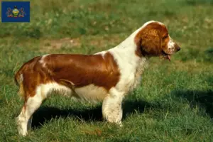 Read more about the article Welsh Springer Spaniel breeders and puppies in Pennsylvania