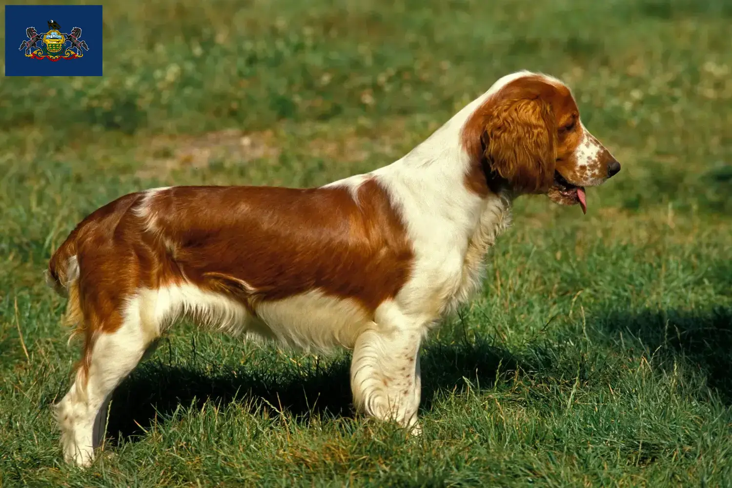 Welsh Springer Spaniel puppies and breeders Pennsylvania Find Welsh Springer Spaniels breeders in Pennsylvania.