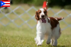 Read more about the article Welsh Springer Spaniel breeders and puppies in Puerto Rico