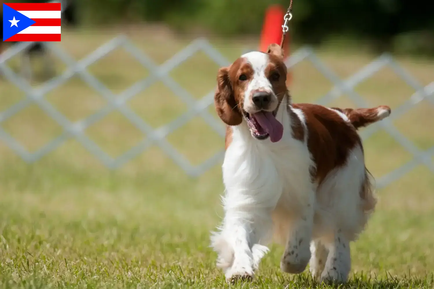 Welsh Springer Spaniel puppies and breeder Puerto Rico Find Welsh Springer Spaniels breeders in Puerto Rico.