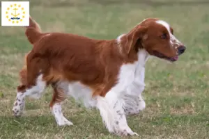 Read more about the article Welsh Springer Spaniel breeders and puppies in Rhode Island