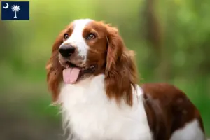 Read more about the article Welsh Springer Spaniel breeders and puppies in South Carolina