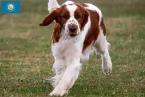Read more about the article Welsh Springer Spaniel breeders and puppies in South Dakota