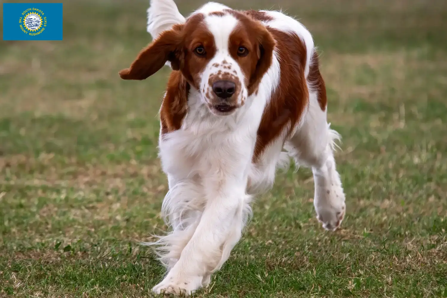 Welsh Springer Spaniel puppies and breeders South Dakota Find Welsh Springer Spaniels breeders in South Dakota.