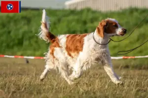 Read more about the article Welsh Springer Spaniel breeders and puppies in Tennessee