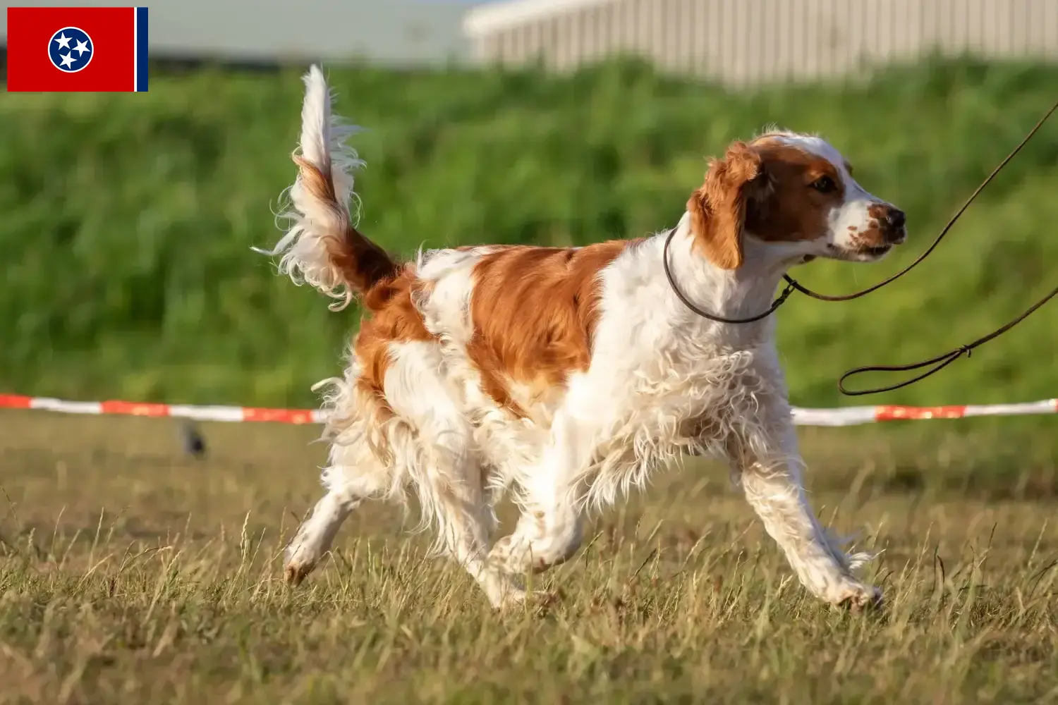 Welsh Springer Spaniel puppies and breeder Tennessee Find Welsh Springer Spaniels breeders in Tennessee.