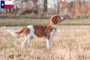 Read more about the article Welsh Springer Spaniel breeders and puppies in Texas