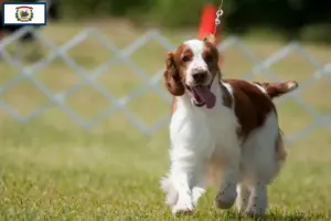Read more about the article Welsh Springer Spaniel breeders and puppies in West Virginia