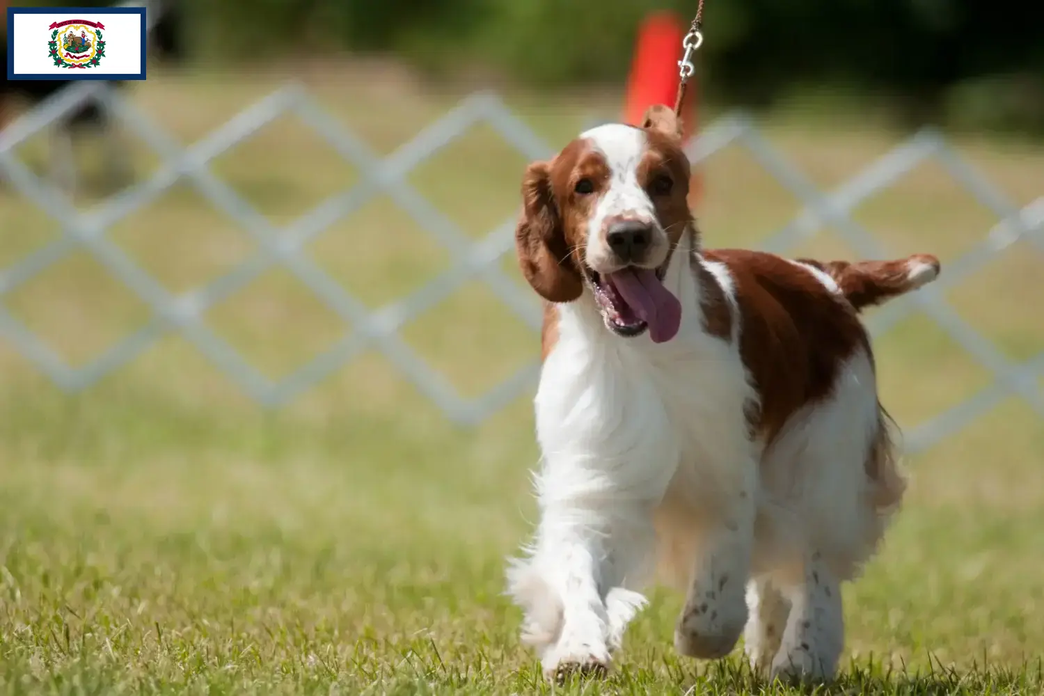 Welsh Springer Spaniel puppies and breeders West Virginia Find Welsh Springer Spaniels breeders in West Virginia.