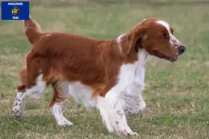 Read more about the article Welsh Springer Spaniel breeders and puppies in Wisconsin