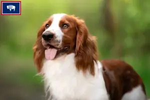 Read more about the article Welsh Springer Spaniel breeders and puppies in Wyoming