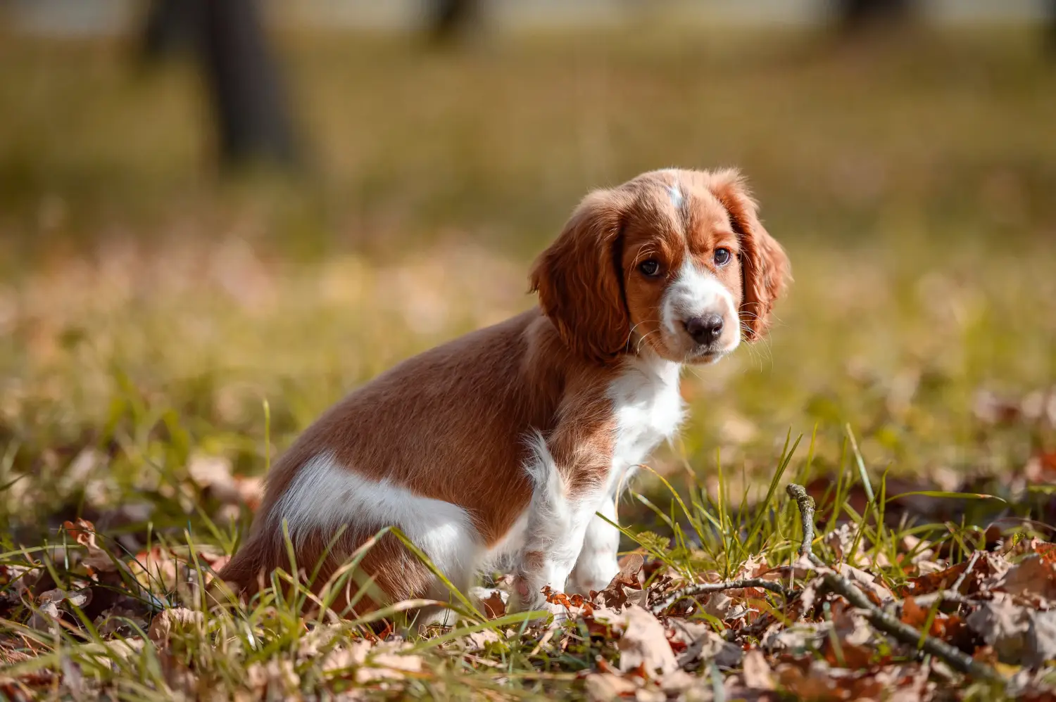 Buying a Welsh Springer Spaniel puppy means taking responsibility! Buy Welsh Springer Spaniel puppies.