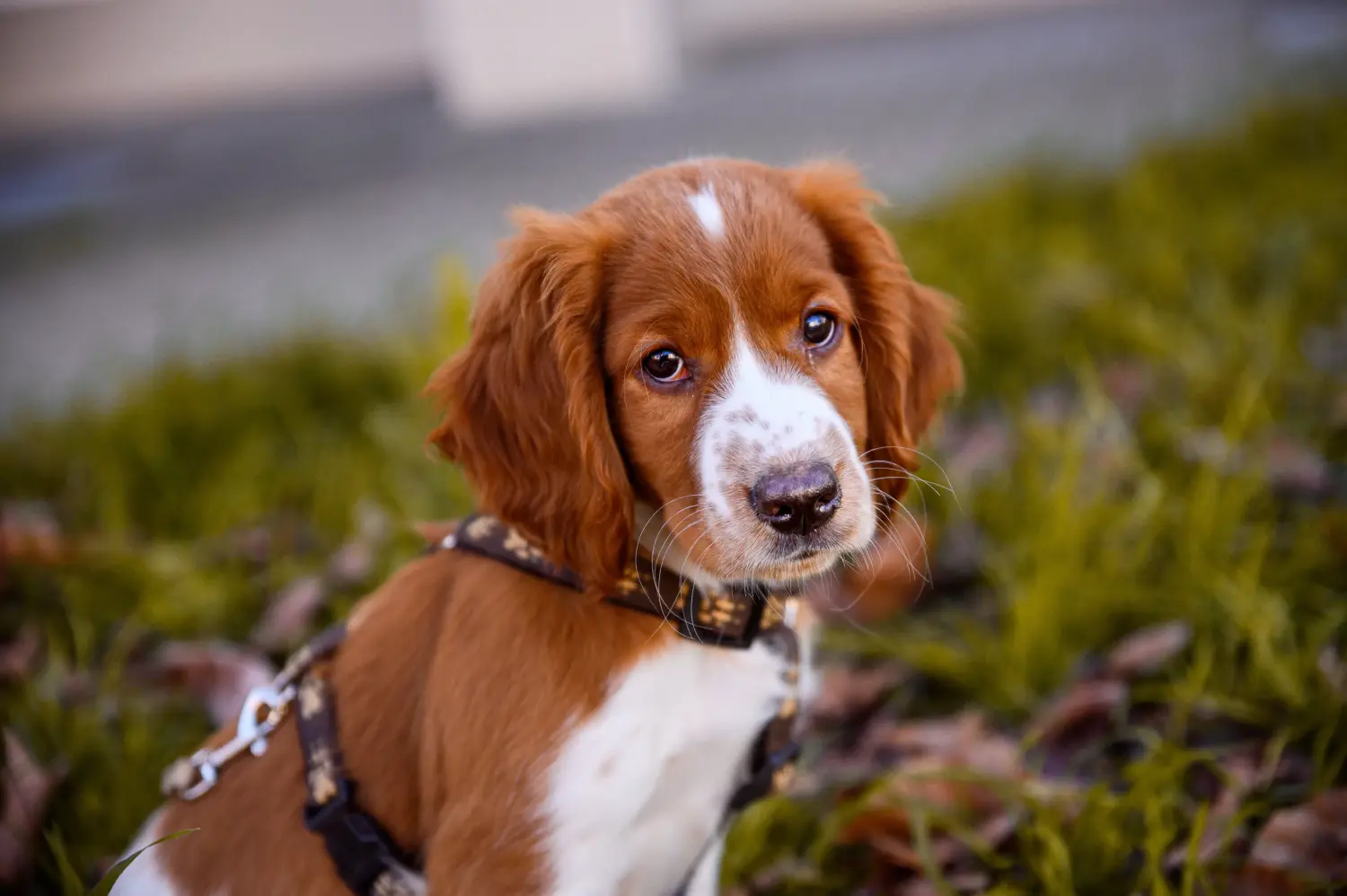 Buying a Welsh Springer Spaniel puppy means taking responsibility! Buy Welsh Springer Spaniel puppies.