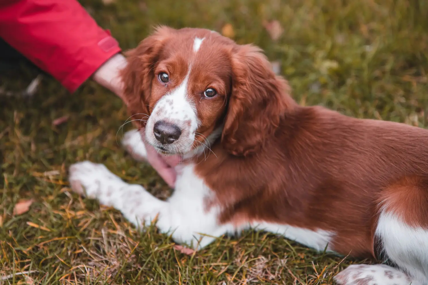 Buying a Welsh Springer Spaniel puppy means taking responsibility! Buy Welsh Springer Spaniel puppies.