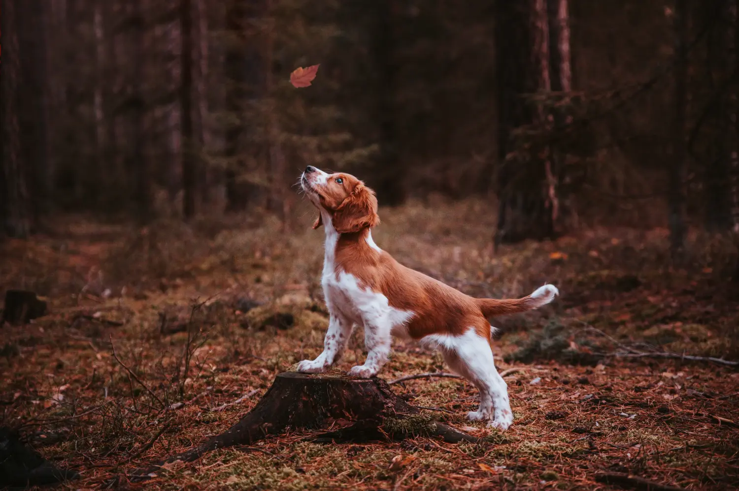 Buying a Welsh Springer Spaniel puppy means taking responsibility! Buy Welsh Springer Spaniel puppies.