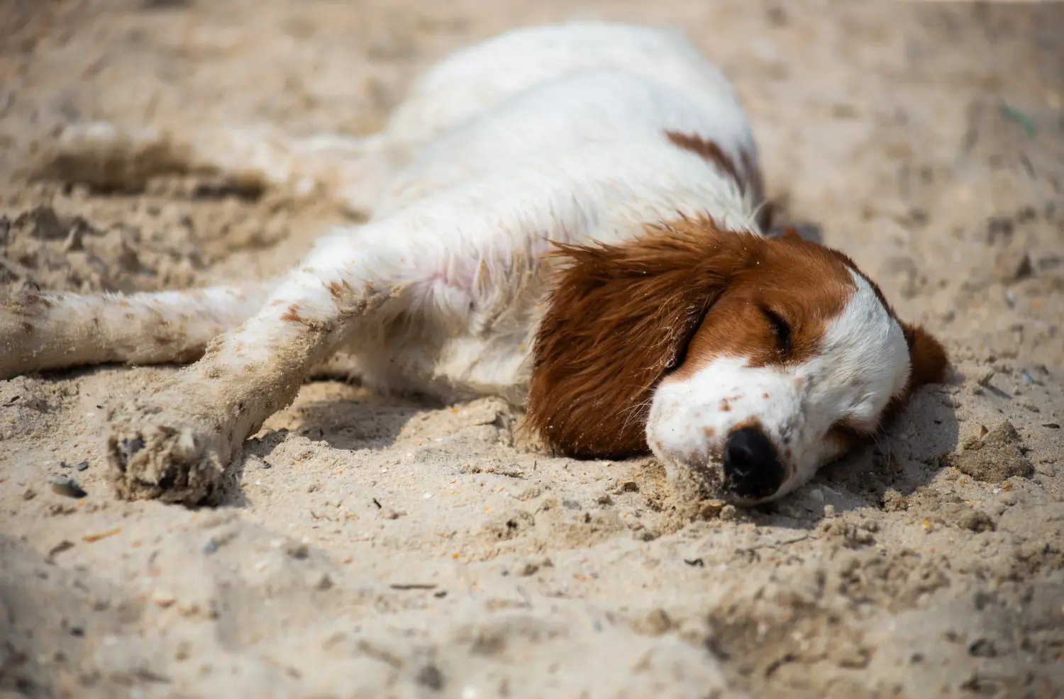 Buying a Welsh Springer Spaniel puppy means taking responsibility! Buy Welsh Springer Spaniel puppies.