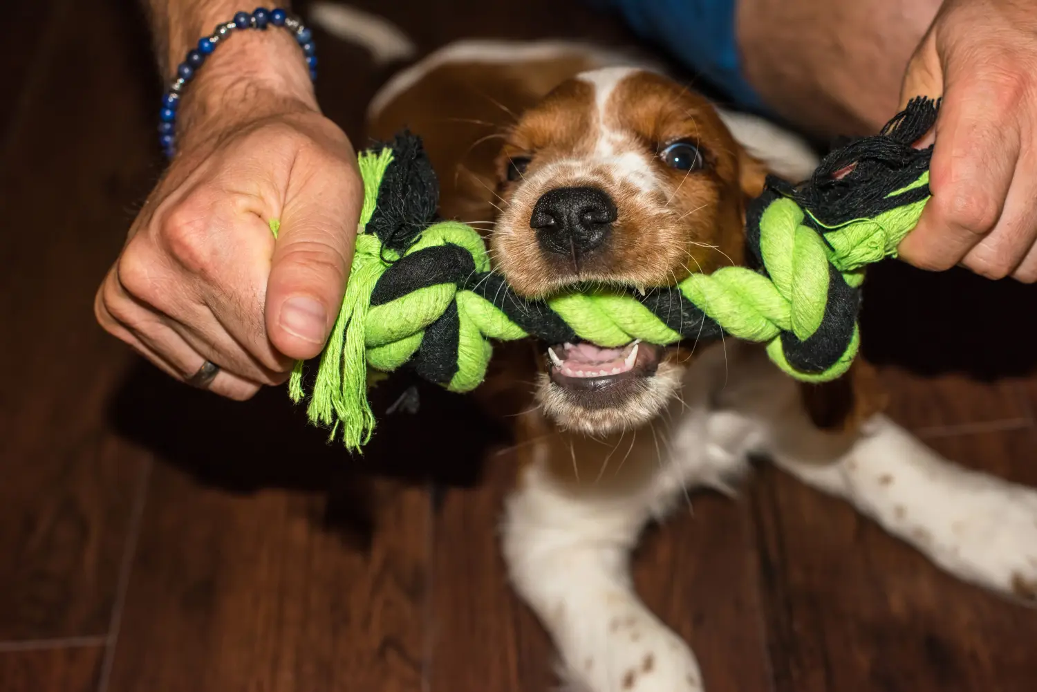 Buying a Welsh Springer Spaniel puppy means taking responsibility! Buy Welsh Springer Spaniel puppies.