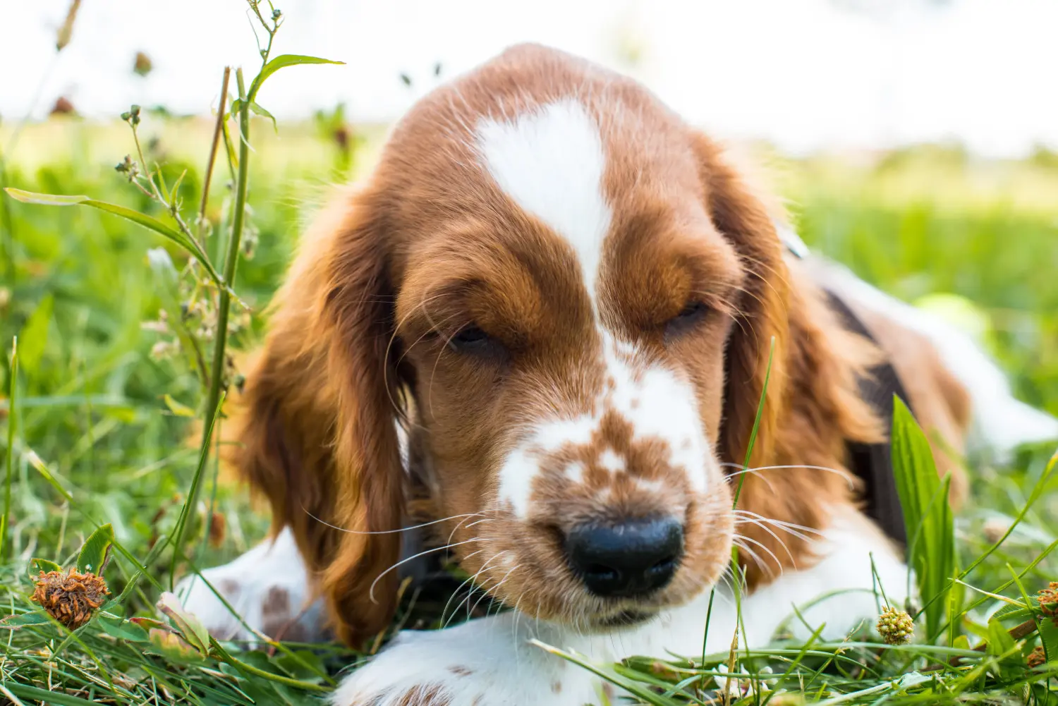 Buying a Welsh Springer Spaniel puppy means taking responsibility! Buy Welsh Springer Spaniel puppies.