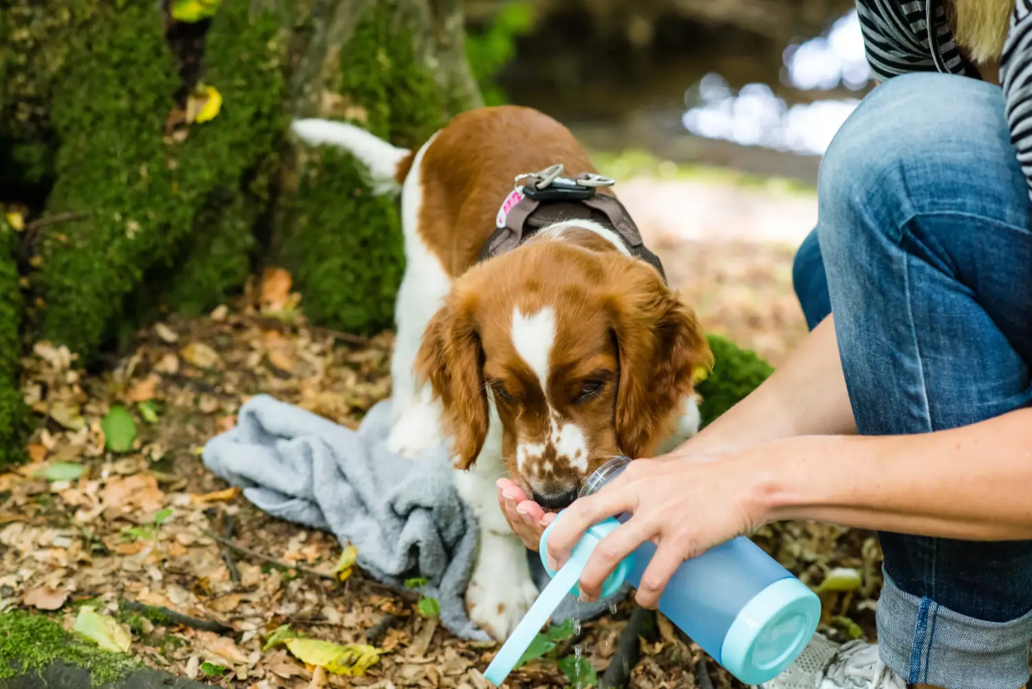 Buying a Welsh Springer Spaniel puppy means taking responsibility! Buy Welsh Springer Spaniel puppies.