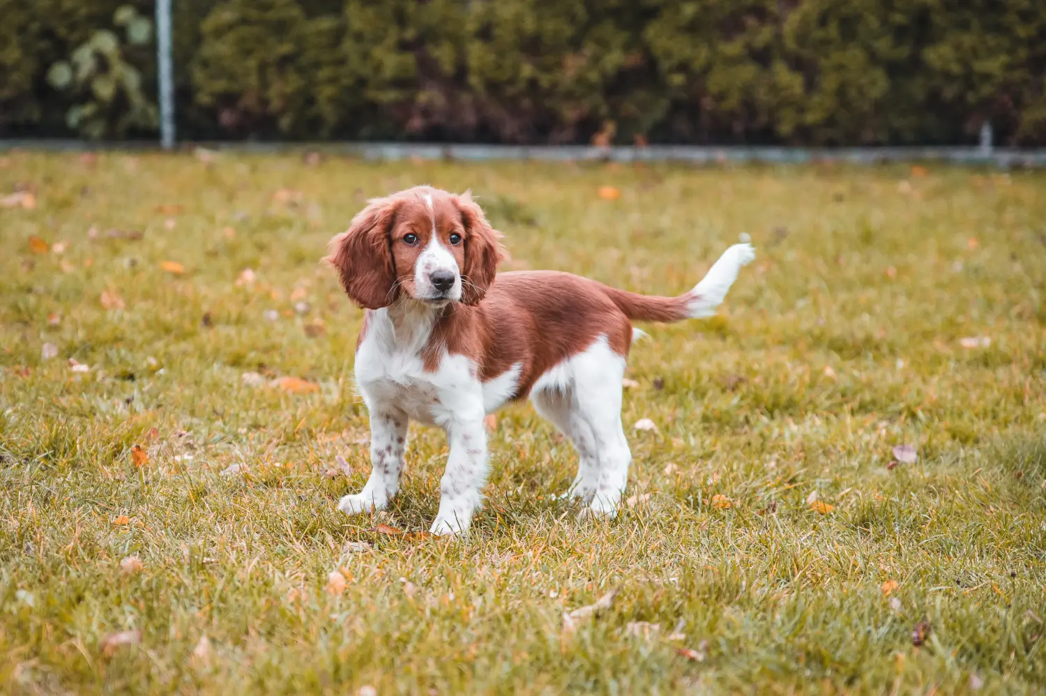 Buying a Welsh Springer Spaniel puppy means taking responsibility! Buy Welsh Springer Spaniel puppies.
