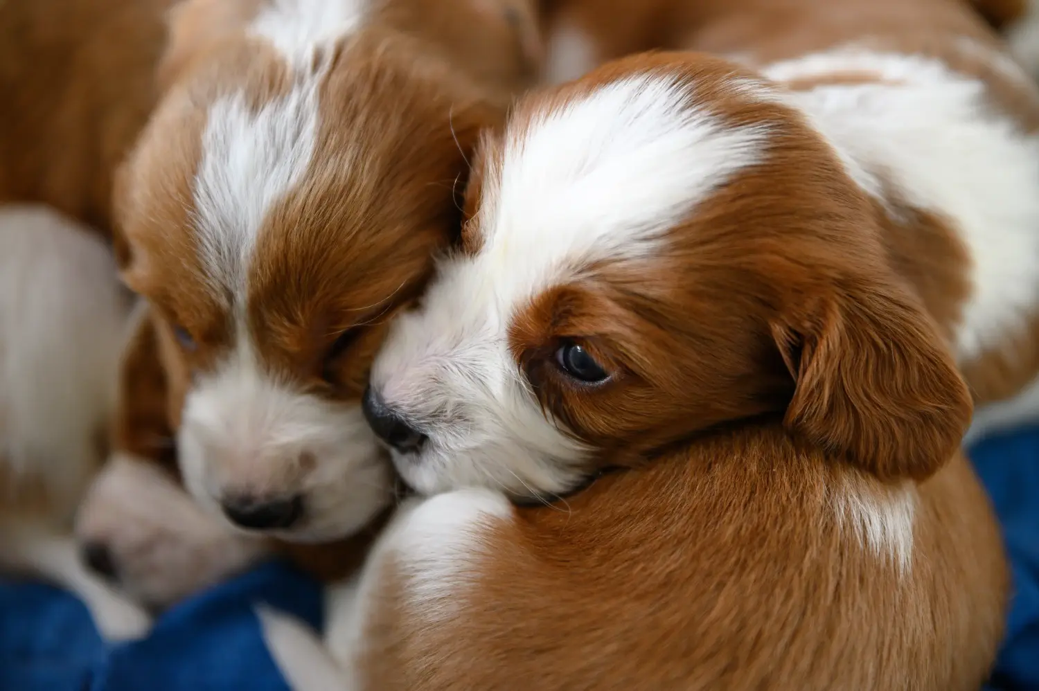 Buying a Welsh Springer Spaniel puppy means taking responsibility! Buy Welsh Springer Spaniel puppies.