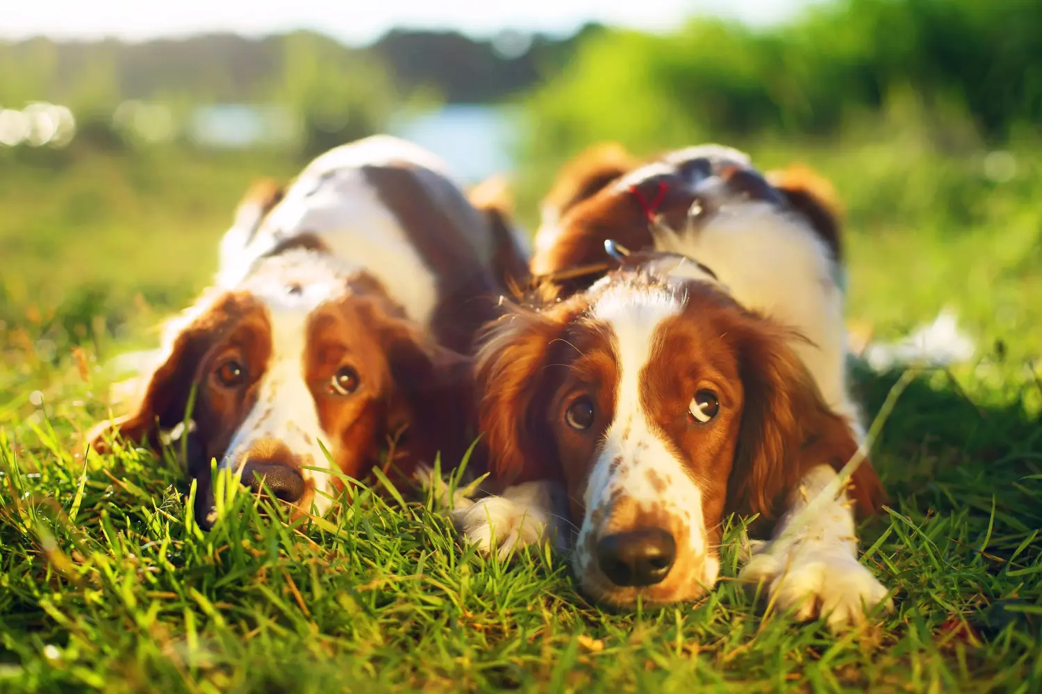 Buying a Welsh Springer Spaniel puppy means taking responsibility! Buy Welsh Springer Spaniel puppies.
