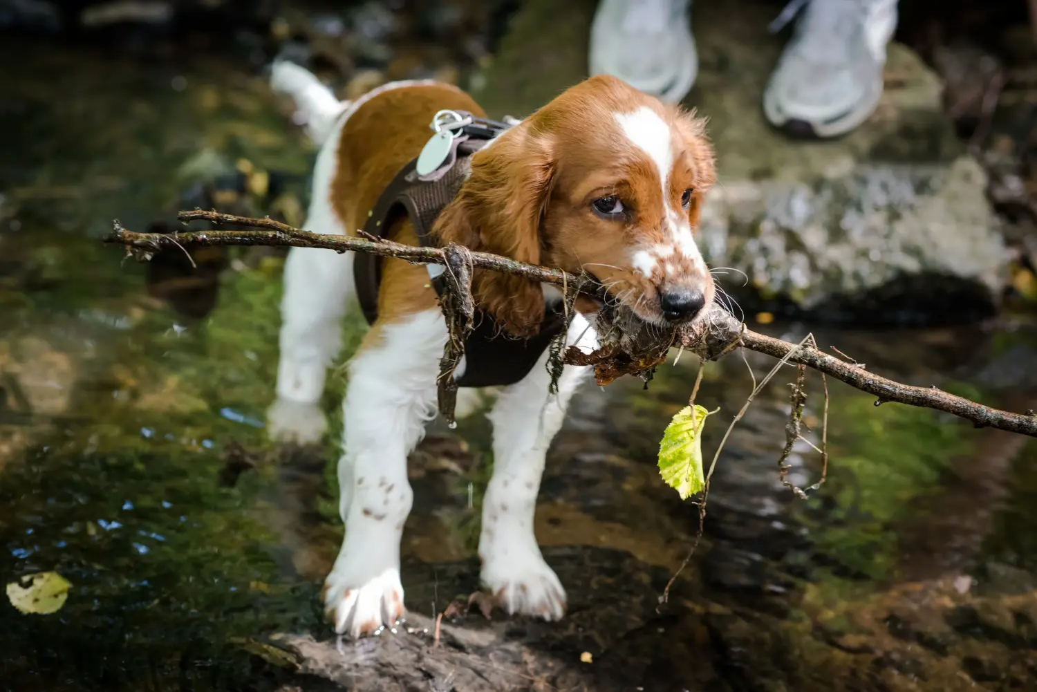 Buying a Welsh Springer Spaniel puppy means taking responsibility! Buy Welsh Springer Spaniel puppies.