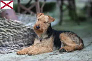 Read more about the article Welsh Terrier breeders and puppies in Alabama