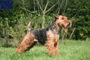 Read more about the article Welsh Terrier breeders and puppies in Alaska